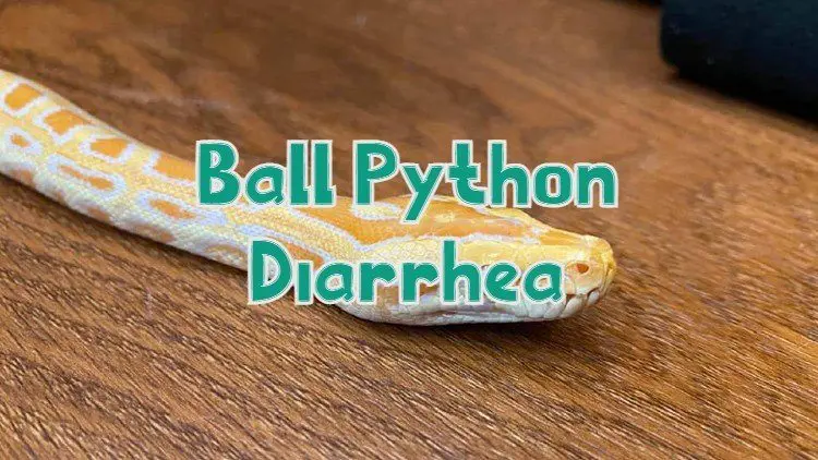 Ball Python Diarrhea