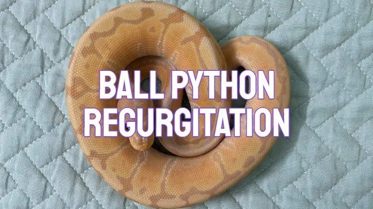 Ball Python Regurgitation And Vomit