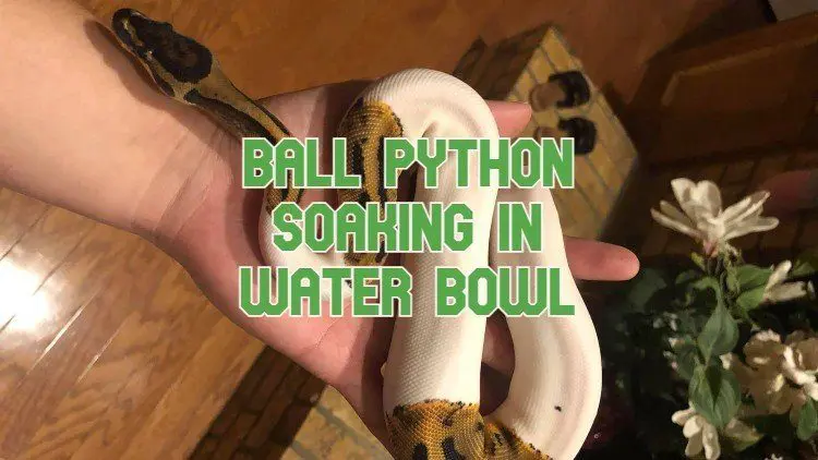 Ball Python Soaking In Water Bowl