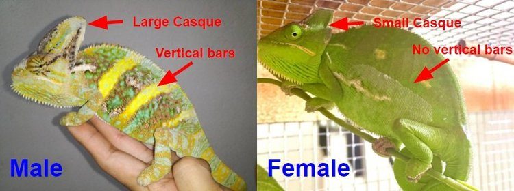 Veiled Chameleon Gender: How To Identify Male Or Female