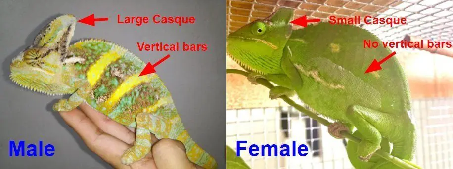 Chameleon colors in male and female