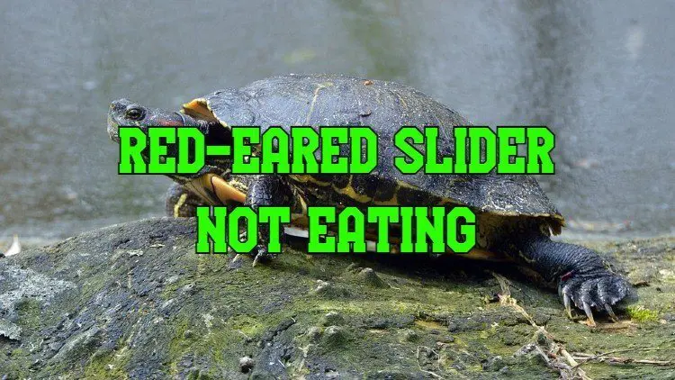Red Eared Slider Not Eating
