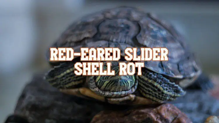 Red-Eared Slider Shell Rot