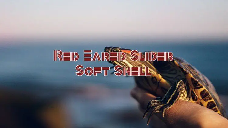 Red-Eared Slider Soft Shell