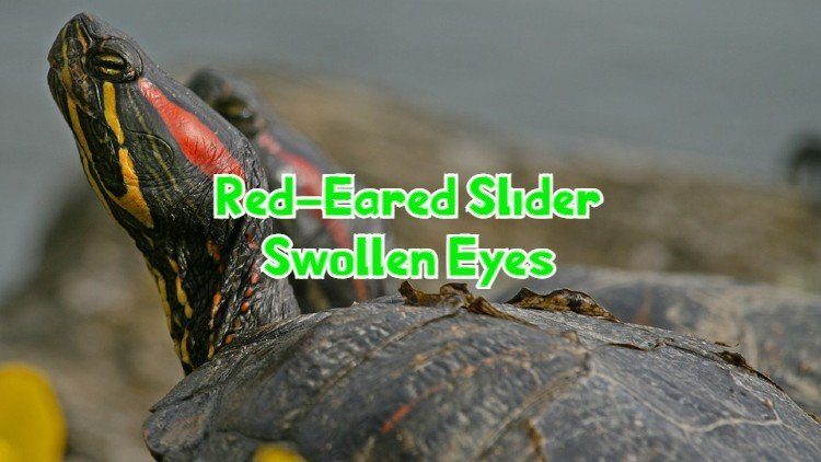 Red Eared Slider Swollen Eyes