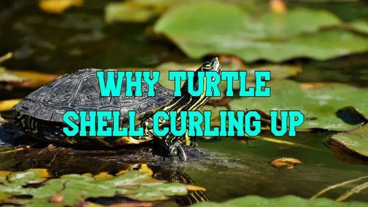 Turtle Shell Curling Up