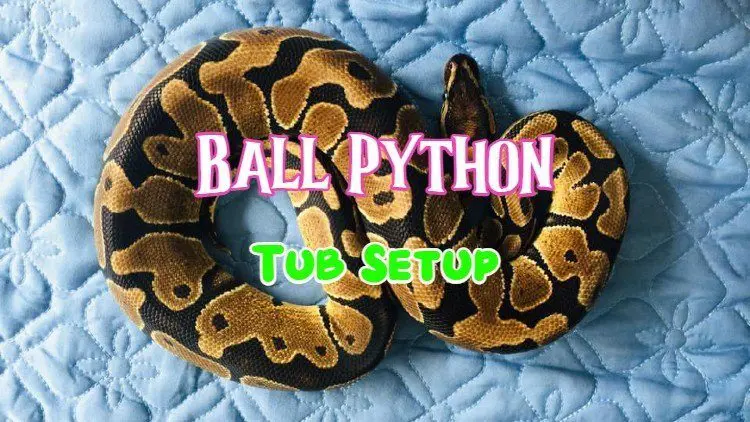 ball python tub setup