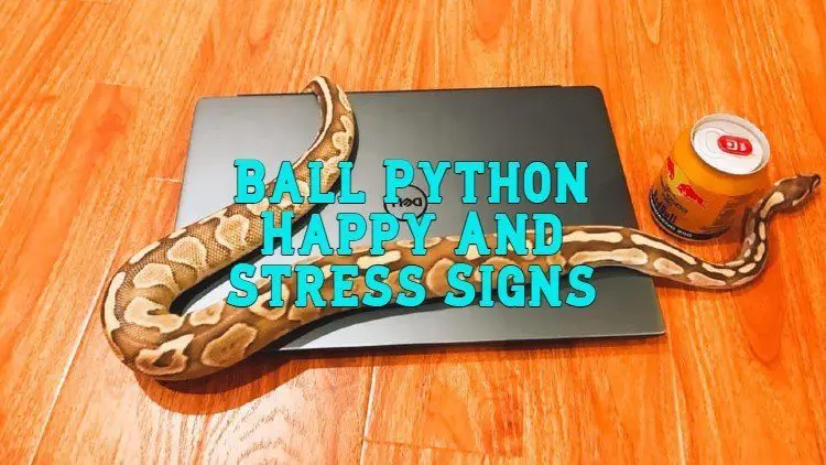 Ball Python Happy And Stress Signs