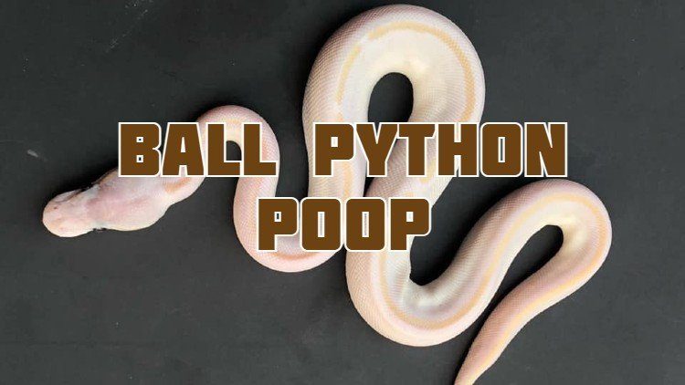 ball python poop