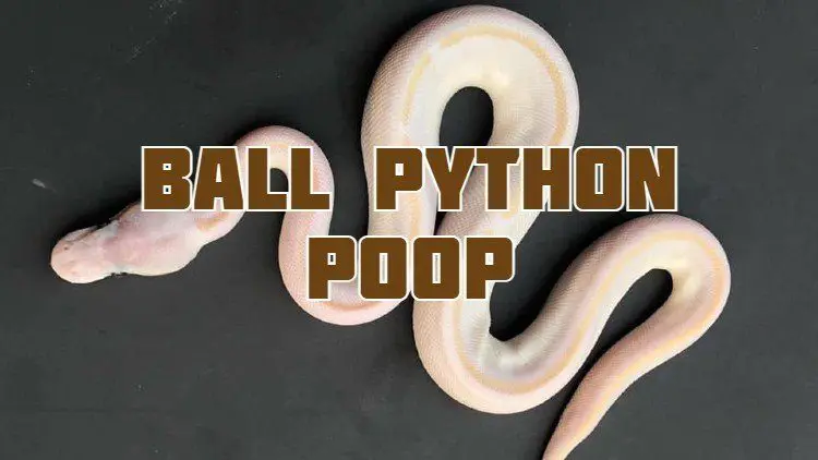 ball python poop