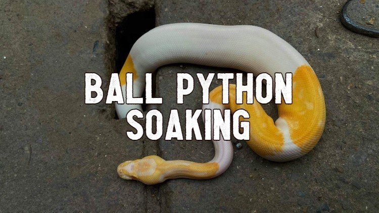Ball Python Soaking