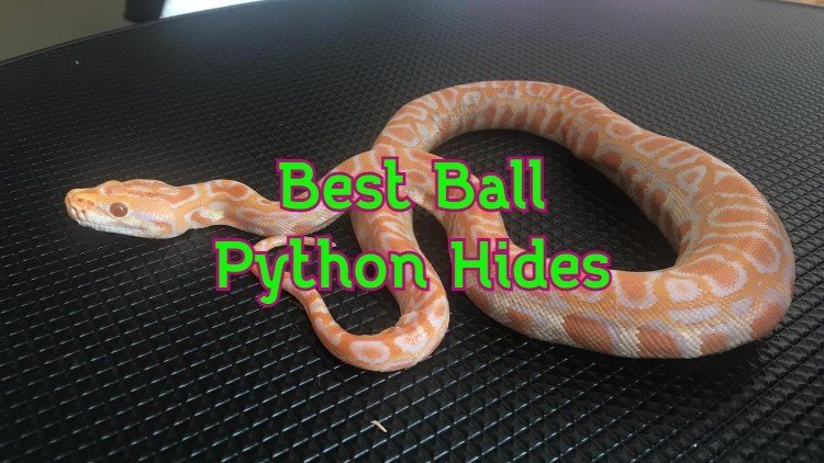best ball python hides