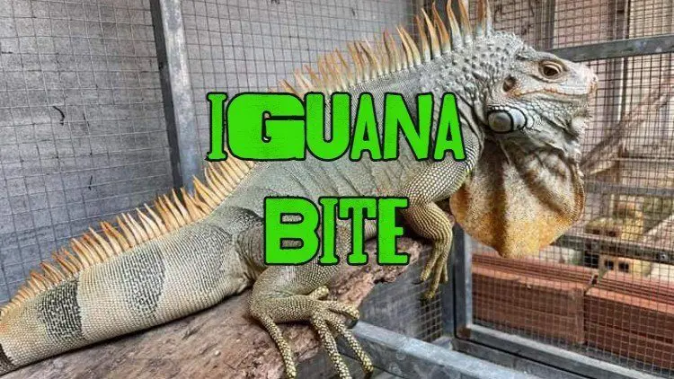 iguana bite