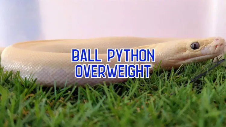 overweight ball python