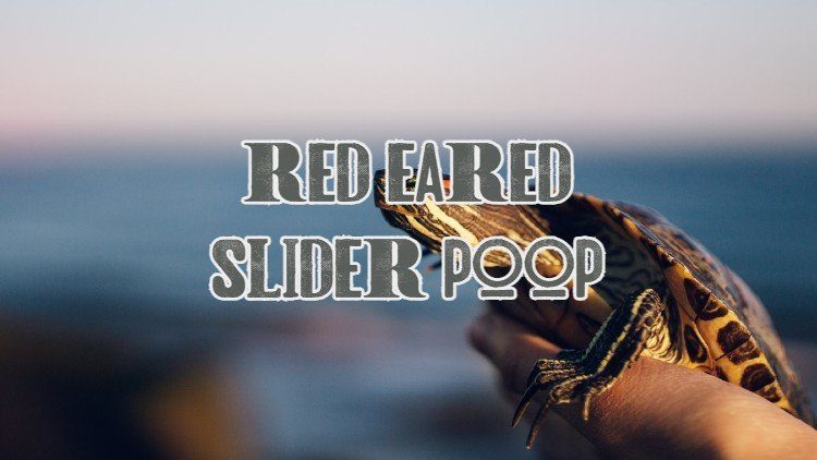 Red Eared Slider Poop
