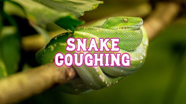 snake coughing