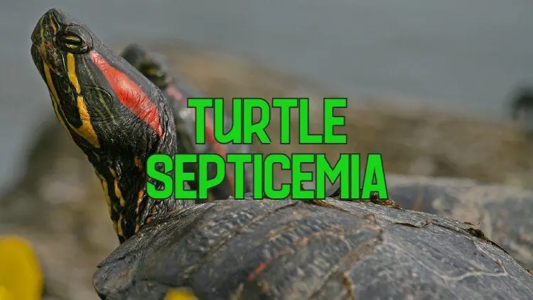 turtle septicemia