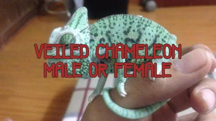 veiled chameleon male or female
