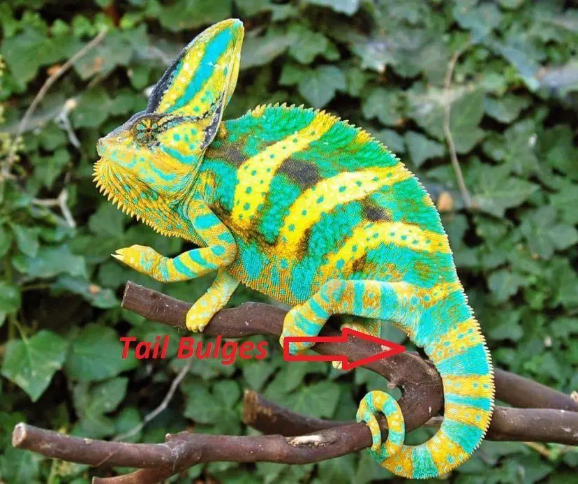veiled chameleon tail bulge