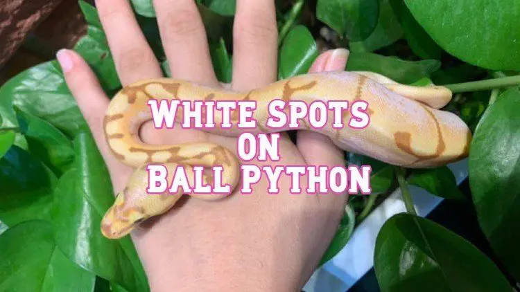 white spots on ball python
