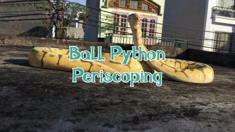 Ball Python Periscoping
