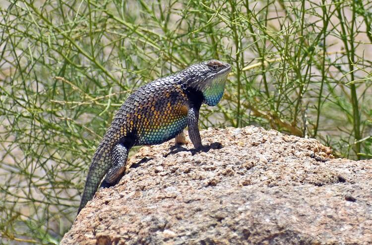 What Lizards Are There In Arizona? 20 Common Species With Photos