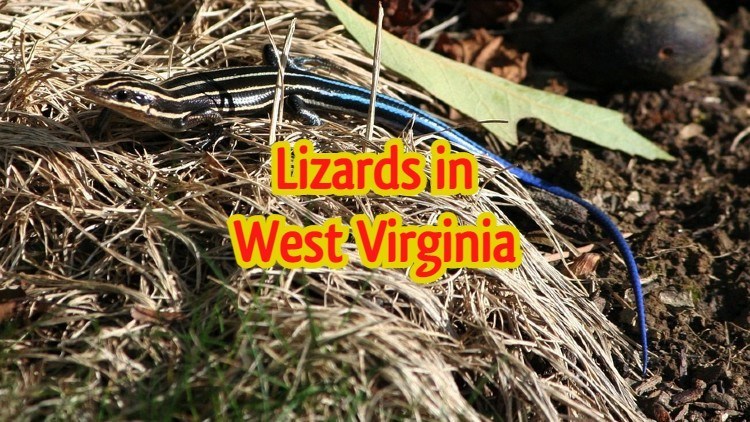 What Lizards Are There In West Virginia? 6 Types With Pictures