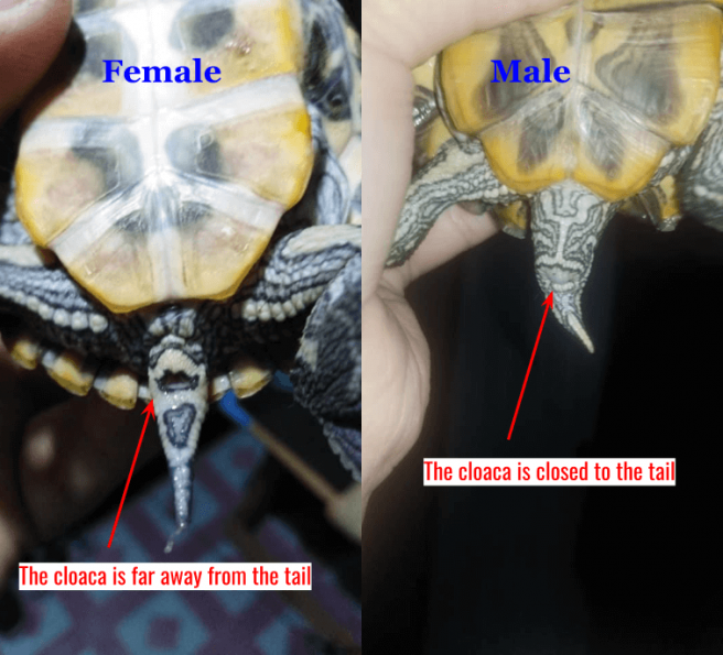 Red Eared Slider Gender How To Tell A Turtle Male Or Female 