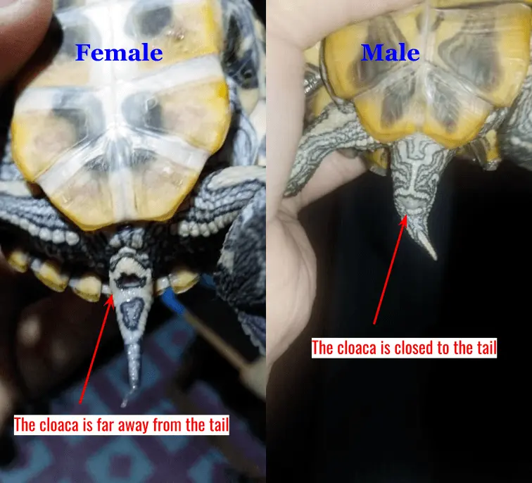 Red eared slider gender by tail