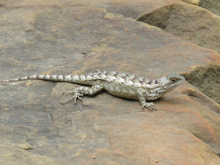 What Lizards Are There In Texas? 60 Species With Photos