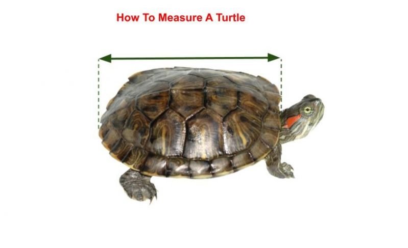 Red-Eared Slider Gender - How To Tell A Turtle Male Or Female