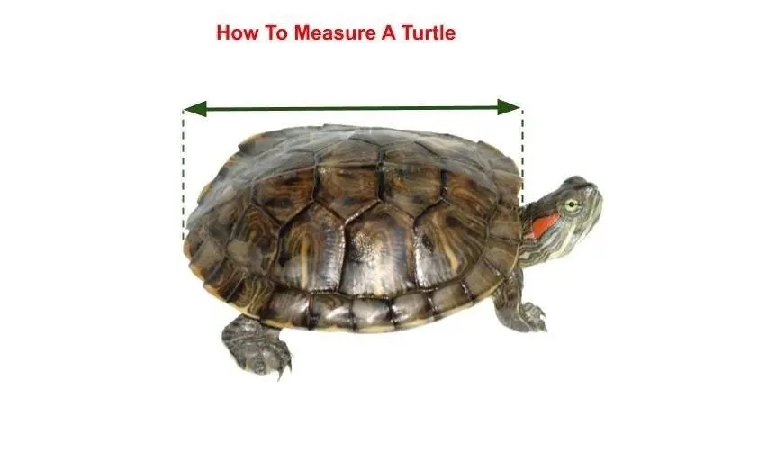 Turtle Straight Carapace Length