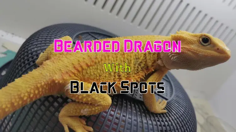 black spots on bearded dragon