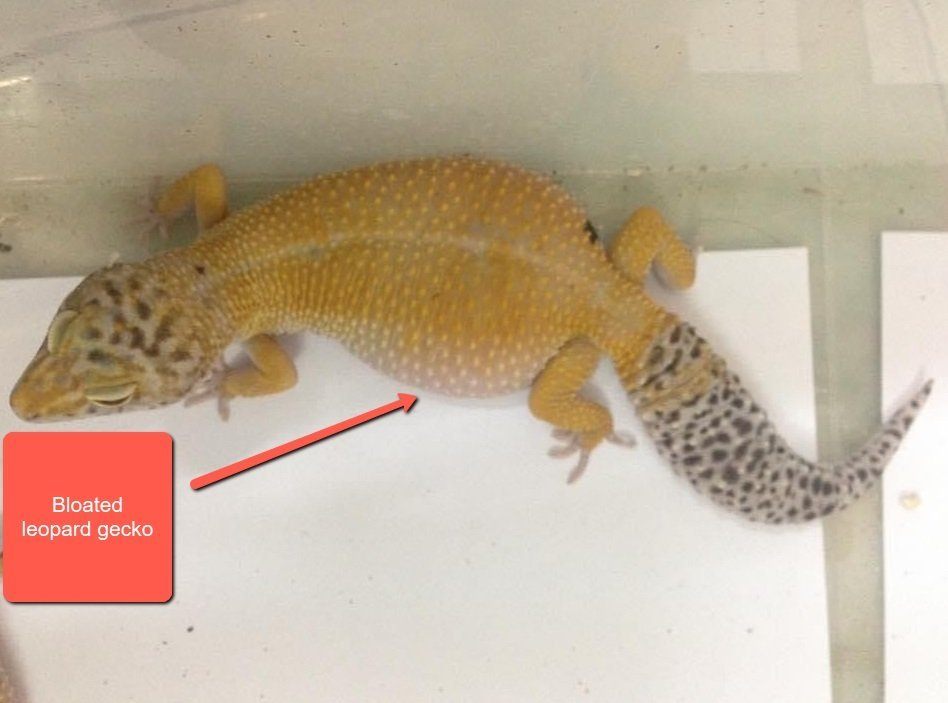 Why Does A Leopard Gecko Look Bloated? Learn Before It's Too Late