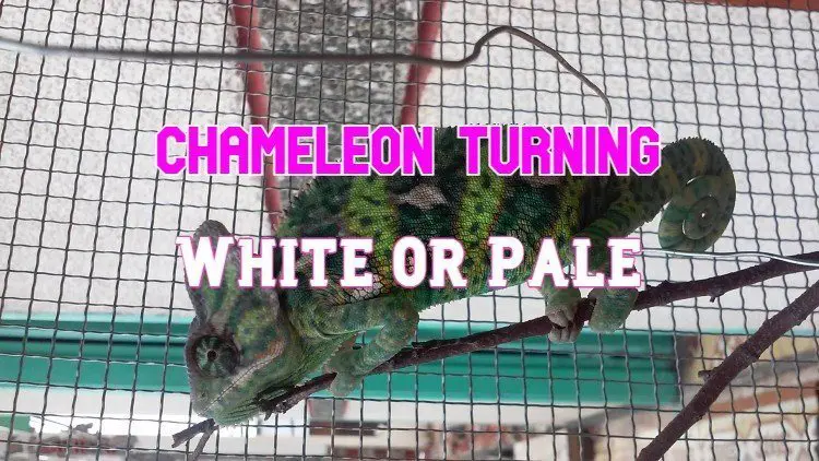 chameleon turning white or pale