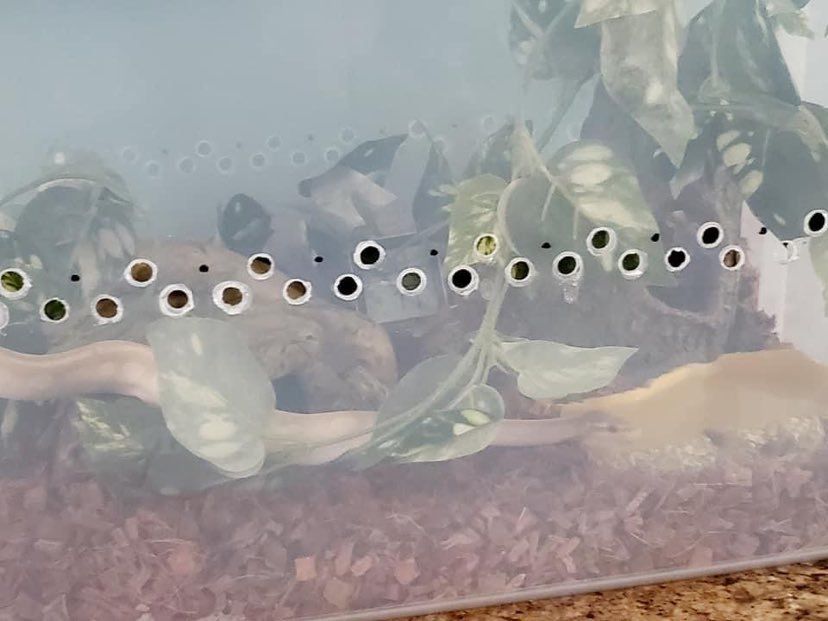 Ball Python Tub Setup Step by Step to Create a Habitat