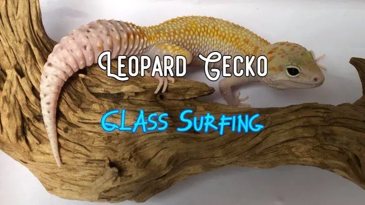 leopard gecko glass surfing