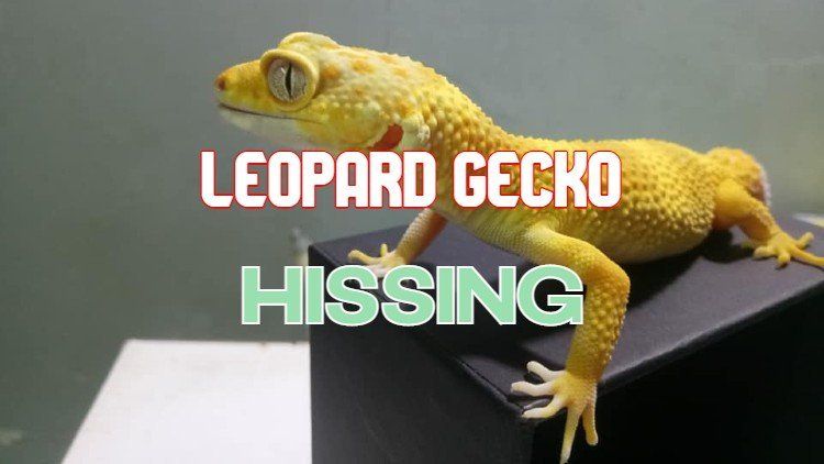 leopard gecko hissing