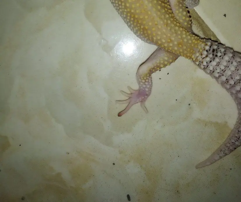 leopard gecko toe turning black