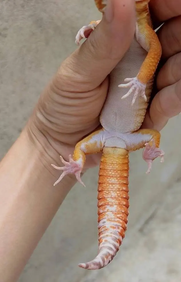 leopard gecko toes