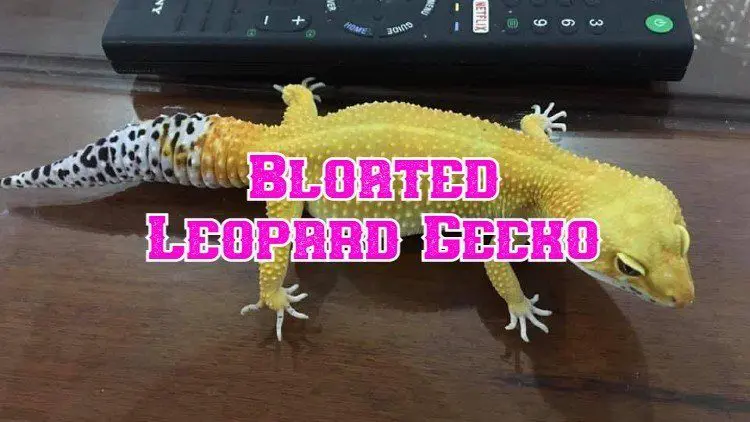 leopard gecko bloated