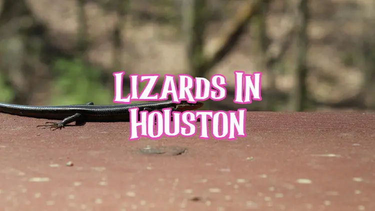 lizards in Houston