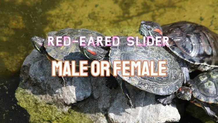 red eared slider male or female