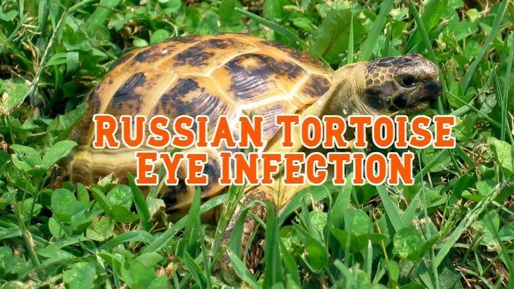 russian tortoise eye infection