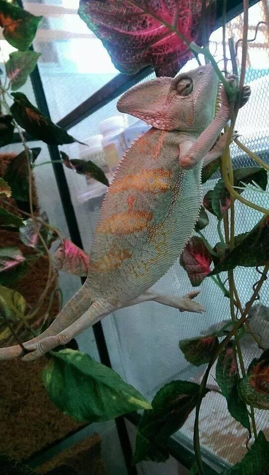 Chameleon turning white or pale