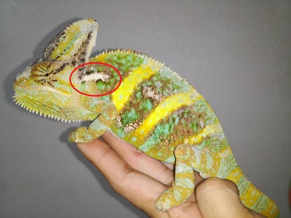 white spots on chameleon white spots on chameleon