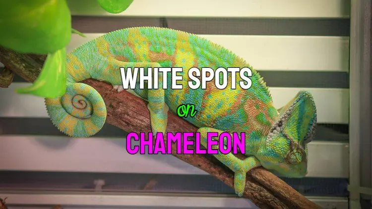 white spots on chameleon