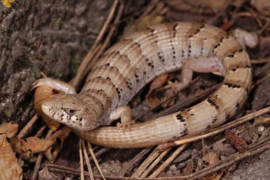 What Lizards Are There In Arizona? 20 Common Species With Photos