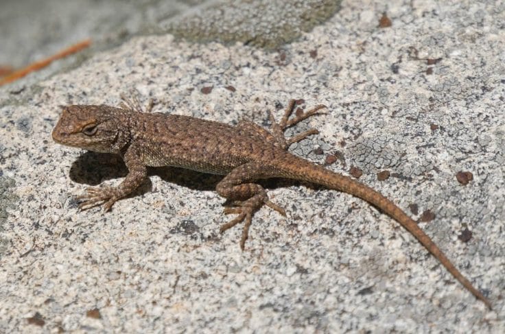 What Lizards Are There In Arizona? 20 Common Species With Photos