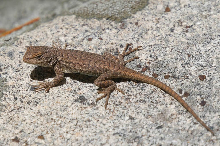 What Lizards Are There In Arizona? 20 Common Species With Photos